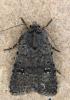 Caradrina flavirena